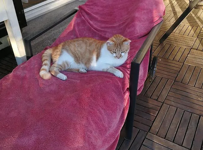 Doppelhaushaelfte Mit Garten لينتز